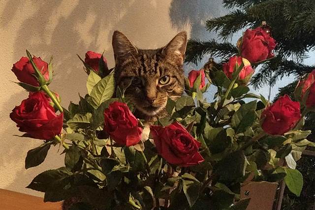 2018 - Prettige feestdagen